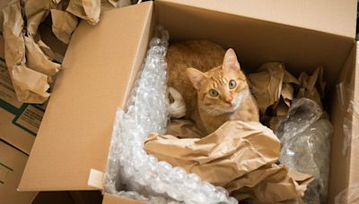 A couple accidentally shipped their cat in an Amazon return package. It arrived safely 6 days later, hundreds of miles away.