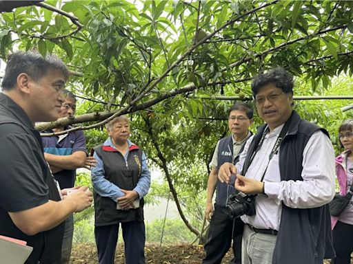 桃園復興區水蜜桃「開花不結果」 市府提報天然災害救助 - 生活