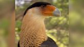 The Mood Ring Of Birds: Watch A Crested Caracara's Face Change Color!