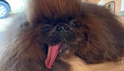 Who is Wild Thang? 8-year-old Pekingese wins 2024 'World’s Ugliest Dog' contest