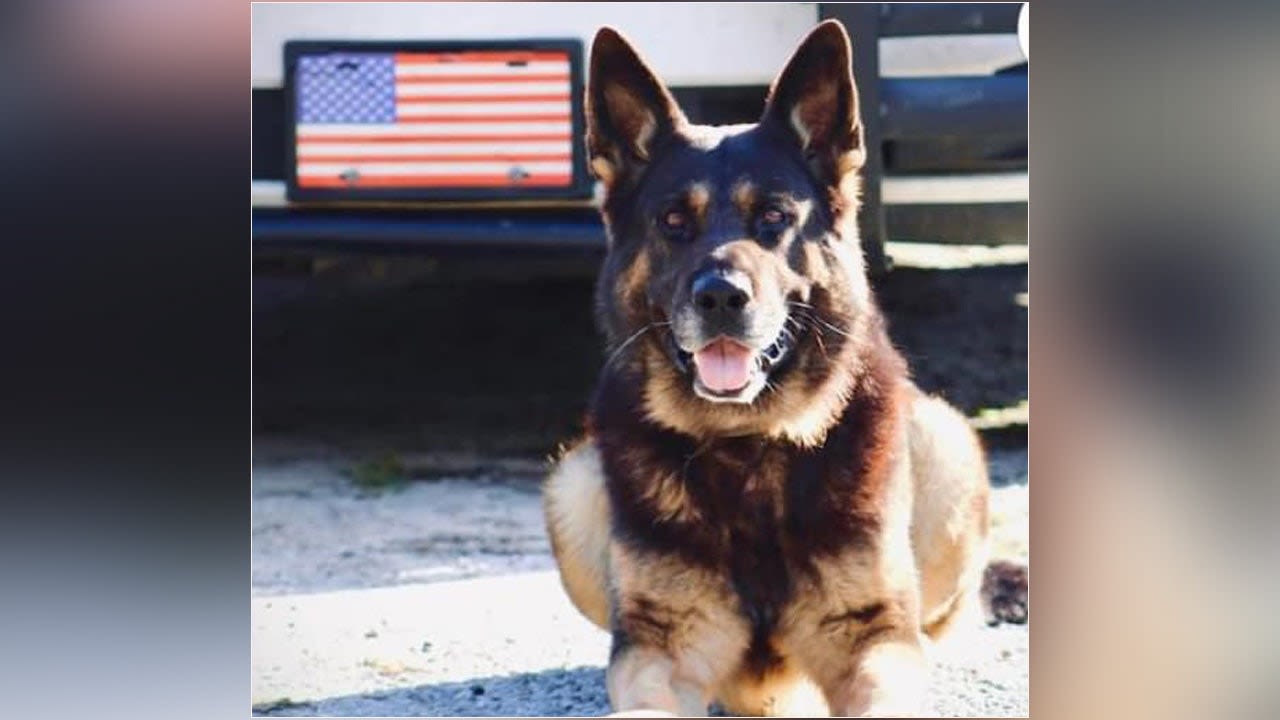 Florida K-9 dies after suffering heat-related episode while chasing suspect