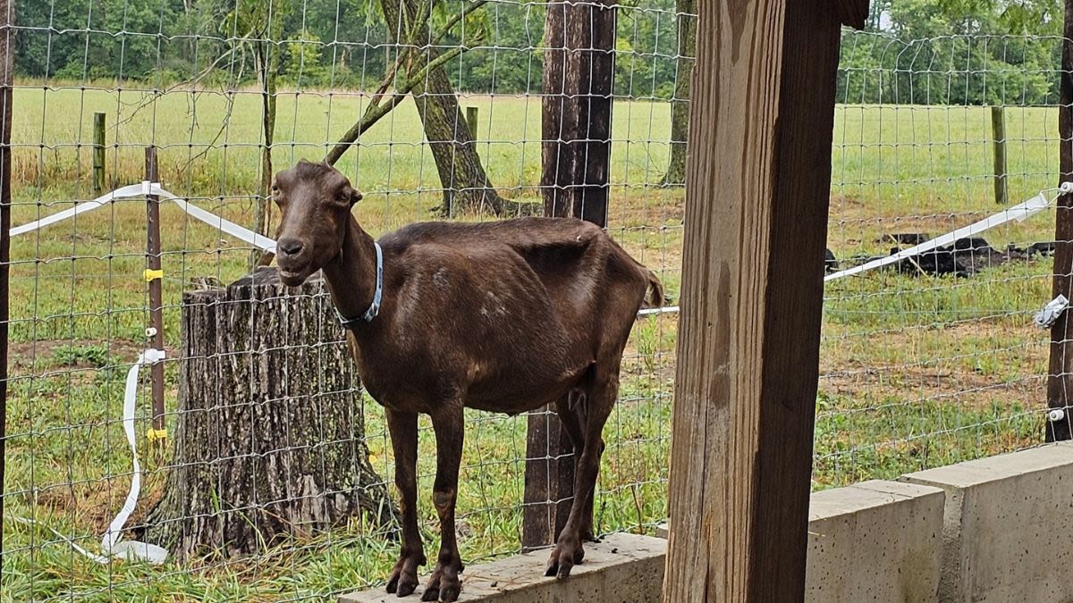 More than 100 animals living in ‘filthy’ conditions rescued from Bucks County farm