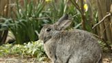 Bunnies on the way? Five signs your rabbit is pregnant