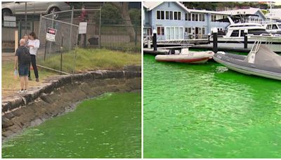 Sydney Harbour waters turned green all of a sudden by... a plumber?