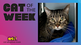 Cat Of The Week: Pippin (Adopt Me) | Z100 Portland | Maui