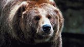 Massachusetts man seriously injured by grizzly bears in Wyoming
