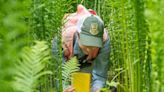 Vt. wildlife botanists ‘rediscover’ false mermaid-weed