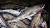 Canada ends cod moratorium in Newfoundland after more than 30 years