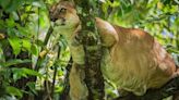 Piden ayuda de la Fuerza Aérea para reubicar a tres felinos en amenaza de extinción