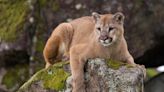 Why did authorities kill Malibu puma who attacked a boy? 'We don't have mountain lion jail'