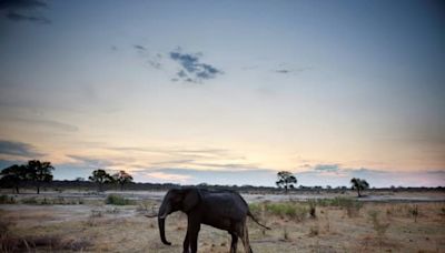 Sécheresse: le Zimbabwe annonce qu'il va abattre 200 éléphants pour répondre aux pénuries alimentaires