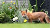 Foxes will run away from your garden if you use this ultra-affordable method