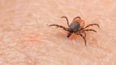 Maladie de Lyme : comment éviter et repousser efficacement les tiques ?
