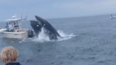 A whale flipped a fishing boat with people on board: Was it on purpose?