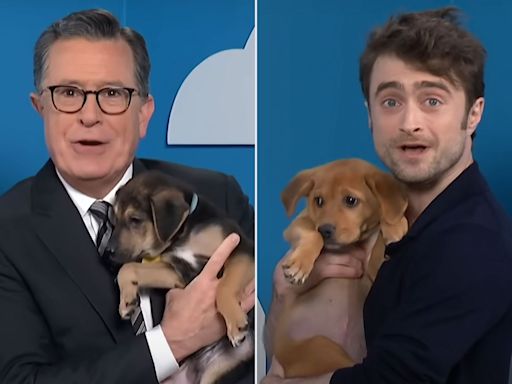 Daniel Radcliffe and Stephen Colbert Make Up Elaborate Lies About Puppies in Dog Adoption Segment