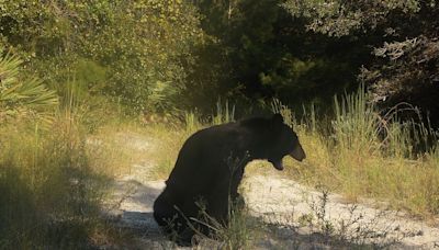 Bear vs. alligators: Watch clip of Florida predators battling it out while swimming in St. Johns River