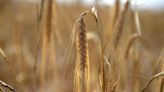 Warm Weather in Australia’s Top Grain State Raises Crop Concerns