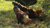 From 10 p.m. to 4 a.m., feral chickens remain nuisance for Hawaii residents