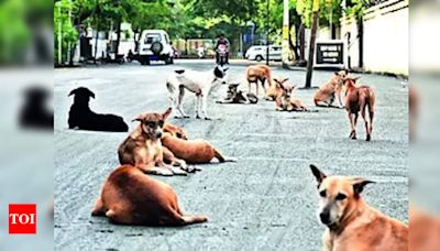 Court Asks LMC About Steps Taken to Curb Stray Dog Menace | Lucknow News - Times of India