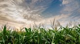 Cómo funciona el refugio que potencia al máximo la protenía Bt en el maíz