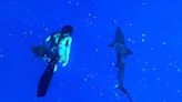 Incredible Footage of Heimana Reynolds Swimming with Sharks is Peaceful and Terrifying all the Same (Watch)