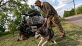 Russia attacks Vovchansk. Animal evacuation through the eyes of a volunteer. Photo report