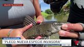 Pez pleco: preocupación por nueva especie invasora en Puerto Rico