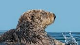 Sea otters demonstrate that there is more to muscle than just movement – it can also bring the heat