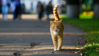 How far do cats roam? An expert reveals what your feline really gets up to