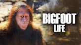 Announcing Bigfoot Life. Coming to Steam! news