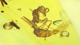 Formigas do Período Cretáceo já tinham comunicação sofisticada e complexa, diz pesquisa