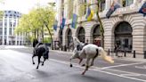 Caballos militares se escapan por el centro de Londres, hieren a 4 personas y siembran el caos