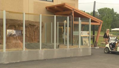 Great Plains Zoo gives a sneak peek of new lion exhibit