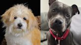 Meet the North Jersey adoptable pets of the week for May 17: Baxter and Frappe