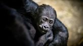 Pittsburgh Zoo & Aquarium reveals name of new baby gorilla
