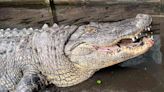 450-lb. Gator Living Outside Coca-Cola Factory Moved and Put on Diet