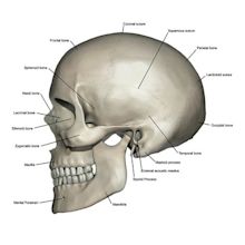 Lateral View Of Human Skull Anatomy Photograph by Alayna Guza - Pixels