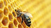 Hexagon heaven: Scientists reveal bees and wasps use the same math to build their nests