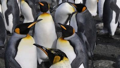 Colonies Of Emperor Penguins Wiped Out Due To Global Warming In 2023: Study