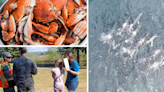 AROUND ALASKA: Crab Festival, Kids to Parks and Humpback Whales!