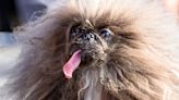 Meet the 2024 Winner of the 'World's Ugliest Dog' Contest