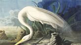 Audubon’s exquisite bird paintings owe a debt to classical European art