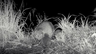 Beaver kits spotted at Longleat for the first time