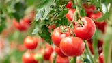 Tomato plants tips: 'Best' fruit can be produced by using common waste item