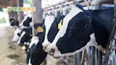全球首見！美國乳牛爆禽流感疫情還傳人 呼籲民眾勿飲未殺菌生乳