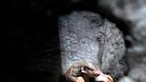 Prague Zoo gets Taiwanese pangolins after fallout with China