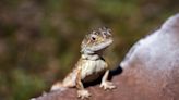 Australia races to save last few earless dragons in the wild