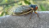 VERIFYING 4 facts about cicadas and your yard