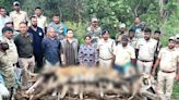 Carcass of tigress found in Kollegal; Leopardess electrocuted in Gundlupet - Star of Mysore