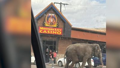 Elephant escapes circus, awes residents as she roams city streets